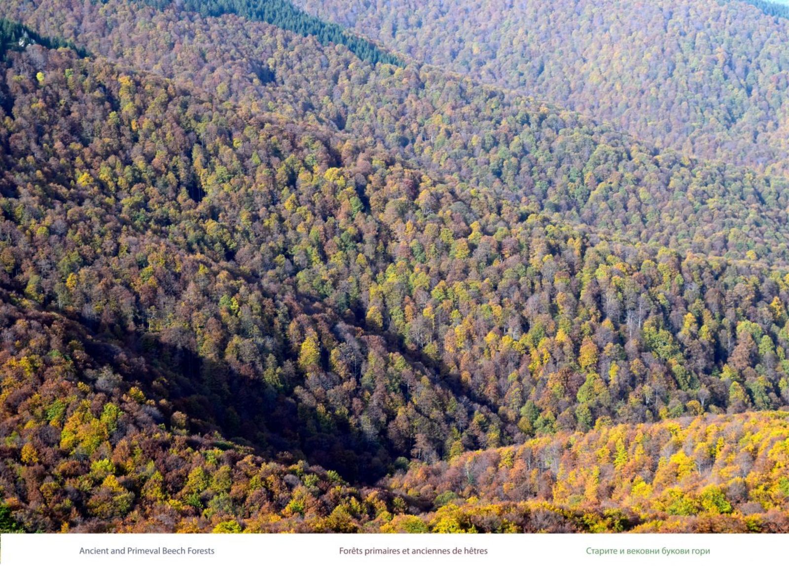 bukovite-gori.jpg