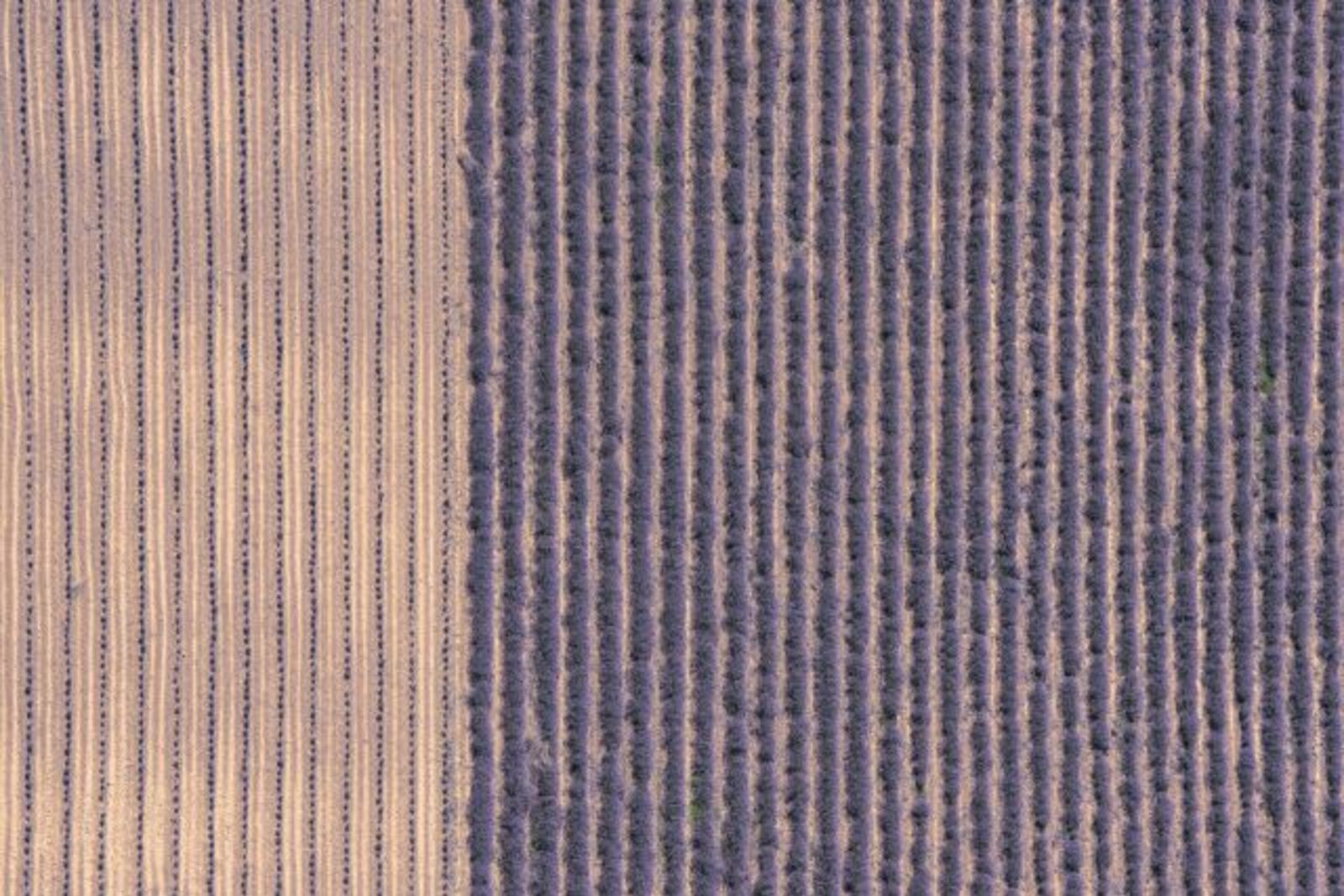 flight_lavender_lines.jpg