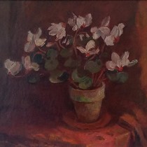 Cyclamen